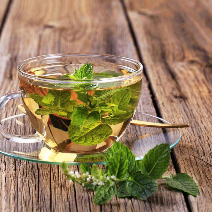 herb teas when osculata