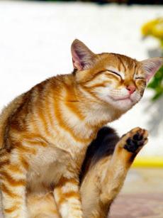 how to remove fleas from a cat