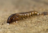 The larva of the caddis: description, habitat and reproduction