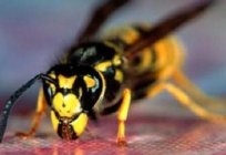 Recommendations: what to do if a child is bitten by a wasp