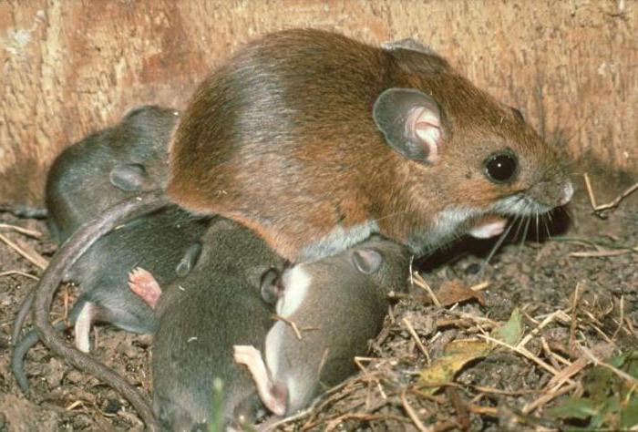 wie lebt nadelförmige Maus
