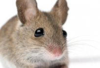 Игольчатая mysz: spis treści i pielęgnacji w warunkach domowych