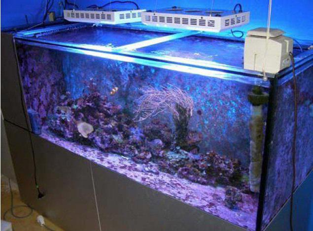 акваріум для початківців