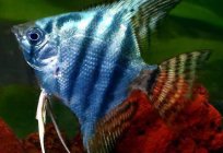 Why fish die in the aquarium? The aquarium for beginners