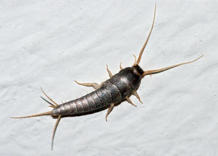 insect centipede