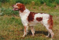 Overview of hunting dog breeds with pictures, names and description
