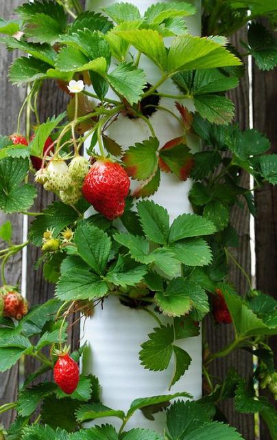 Erdbeere in einer Pfeife wachsen Foto