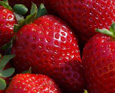 wie wachsen Erdbeeren in Kunststoff-Rohren