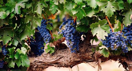 odmiany białych winogron