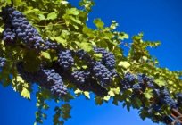 Grapes Memory Dombkowski. A description of the variety