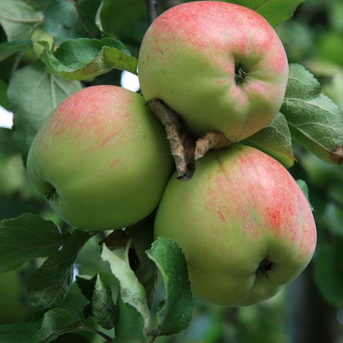 variedades de macieiras para a central da rússia