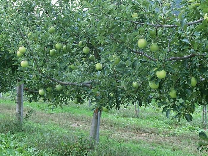 Apple varieties for the middle band
