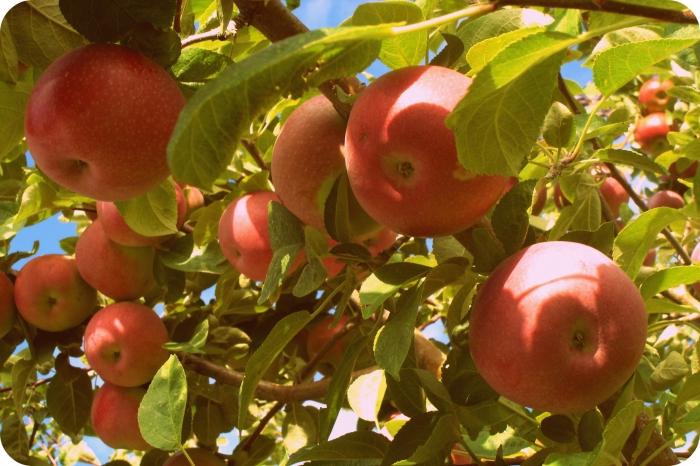 la característica de las variedades de manzanos