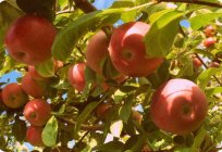 Podstawowe odmiany jabłoni do centralnej Rosji
