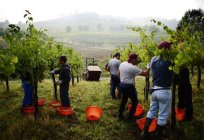 La agricultura de italia - características y las particularidades de