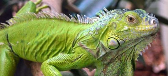 un terrario para iguanas