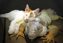 Zehirli iguana: yakın yaşamak tehlikeli bir «oda»?