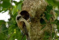 El pájaro de la harina de avena remez: foto, descripción, contenido en cautividad