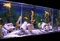 Malawian cichlids: the features of the content, breeding
