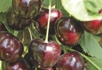Cherry chocolate: a description of the main external characteristics, properties of the fruit and the viability of the class