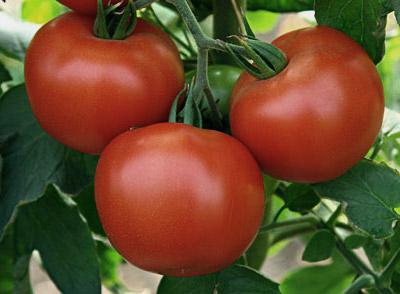 "Don Завожья" el tomate de la descripción de la