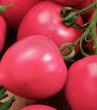 Variety of tomatoes, "the gift of the Volga"