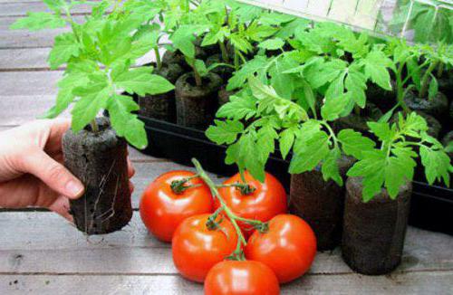 Pomidory "Dar Заволжья" charakterystyka