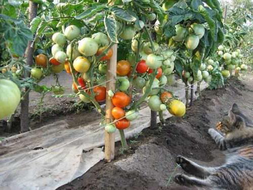 مجموعة متنوعة من الطماطم "هدية من الفولغا" وصف