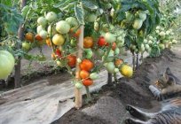 番茄礼物的跨伏尔加河区域的特性的品种
