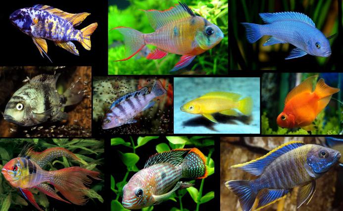 Aquarium Fische Arten kompatibel Tabelle