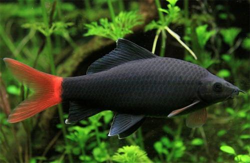 Aquarium Fische Welse Arten