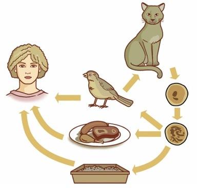toxoplasmosis in humans