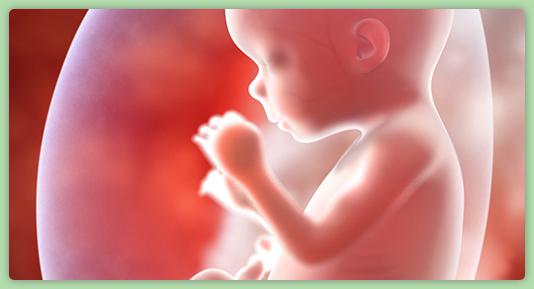 die Entwicklung des Fötus 18 Woche der Schwangerschaft