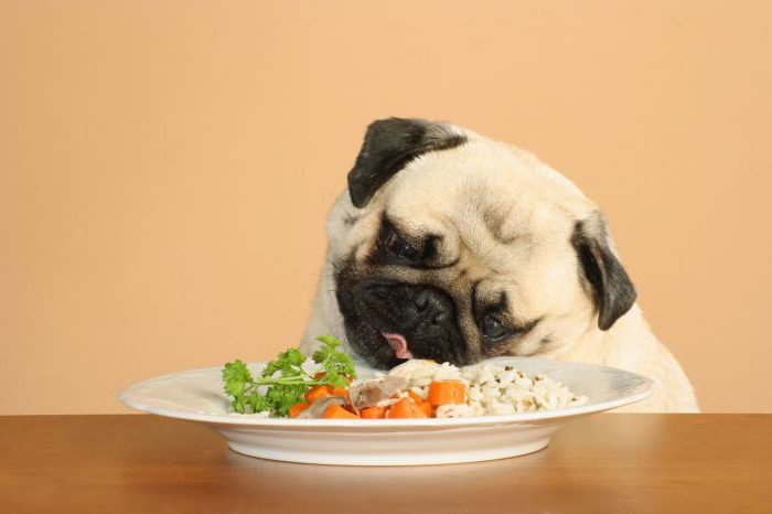 dog food diet