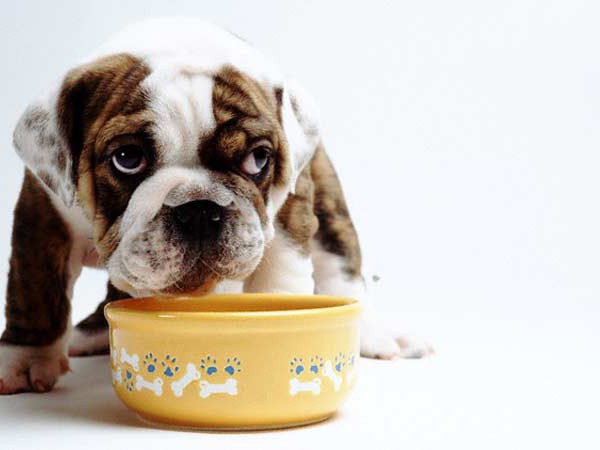 la dieta un alimento seco para perros