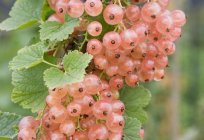 The columnar currant: description of varieties, planting and care
