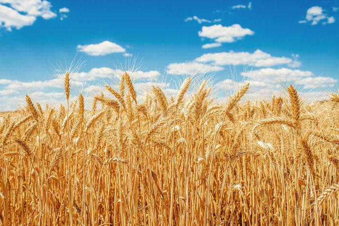 Чим відрізняється жита від пшениці