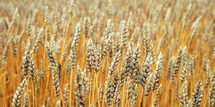 Чим відрізняється колосок пшениці від колоса жита