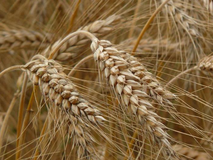 Чим відрізняється колос пшениці від колоса жита