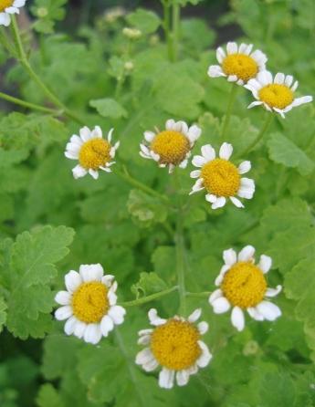 pyrethrum planting and caring