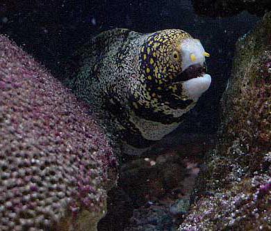 Moray eel fish photo