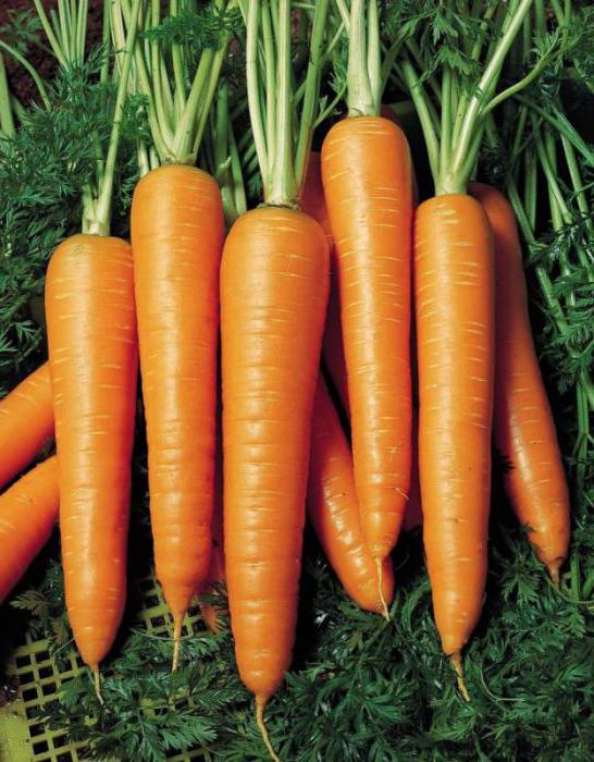 carrot Vita Longa