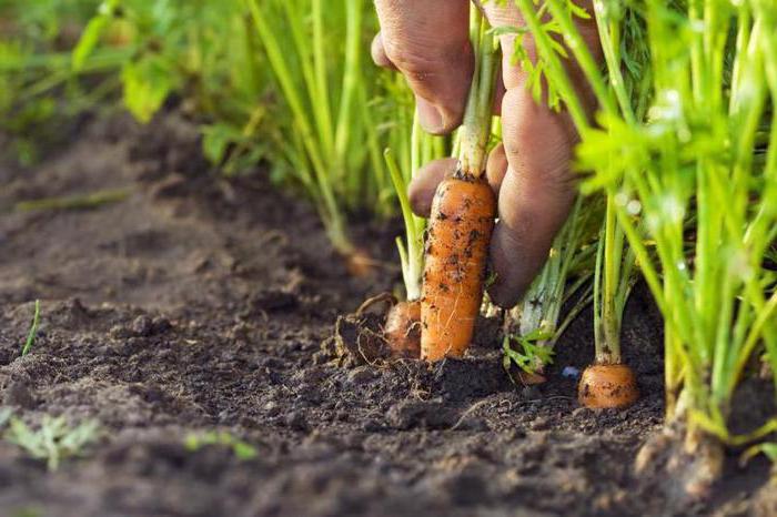 Pode-se plantar cenoura, depois a cenoura