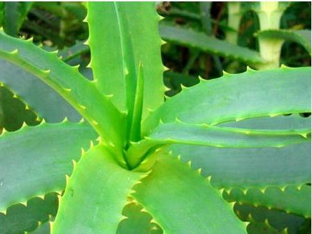 die heilenden Eigenschaften der Aloe