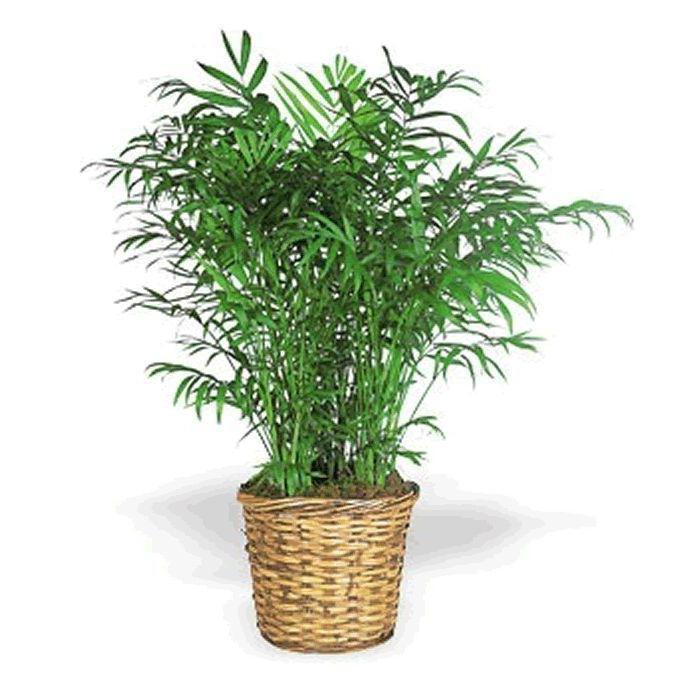 Home bamboo growth rate