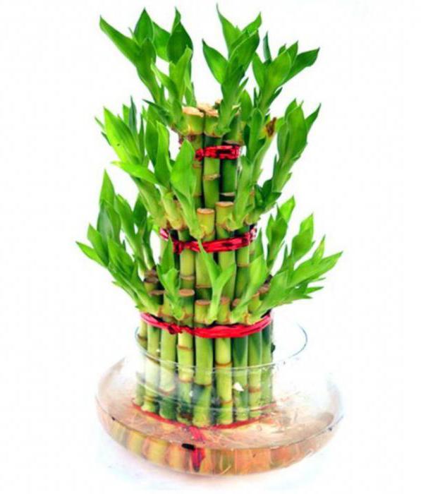 Szybkość wzrostu bambusa dziennie
