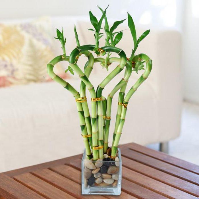 Bamboo home planting, propagation and care