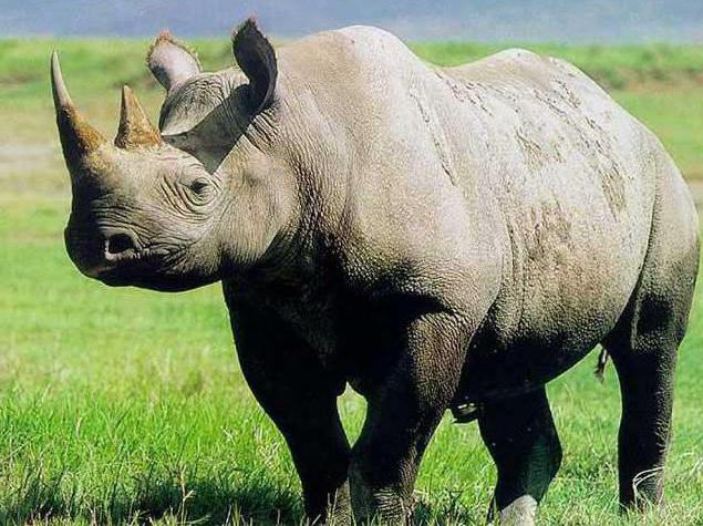 Rhino where he lives in Savannah