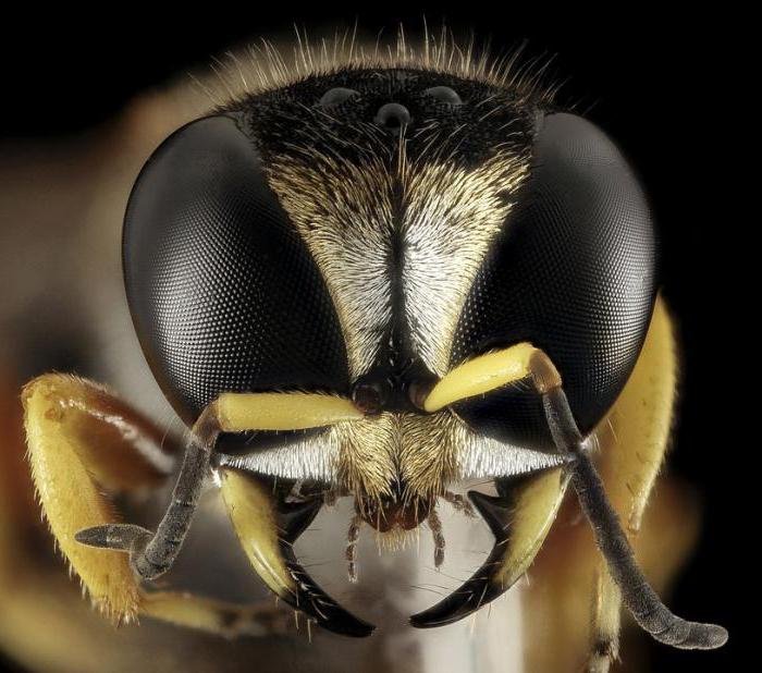 eye of the wasps