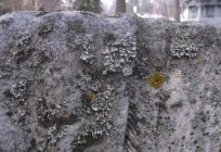 The lichen Parmelia: application and contraindications